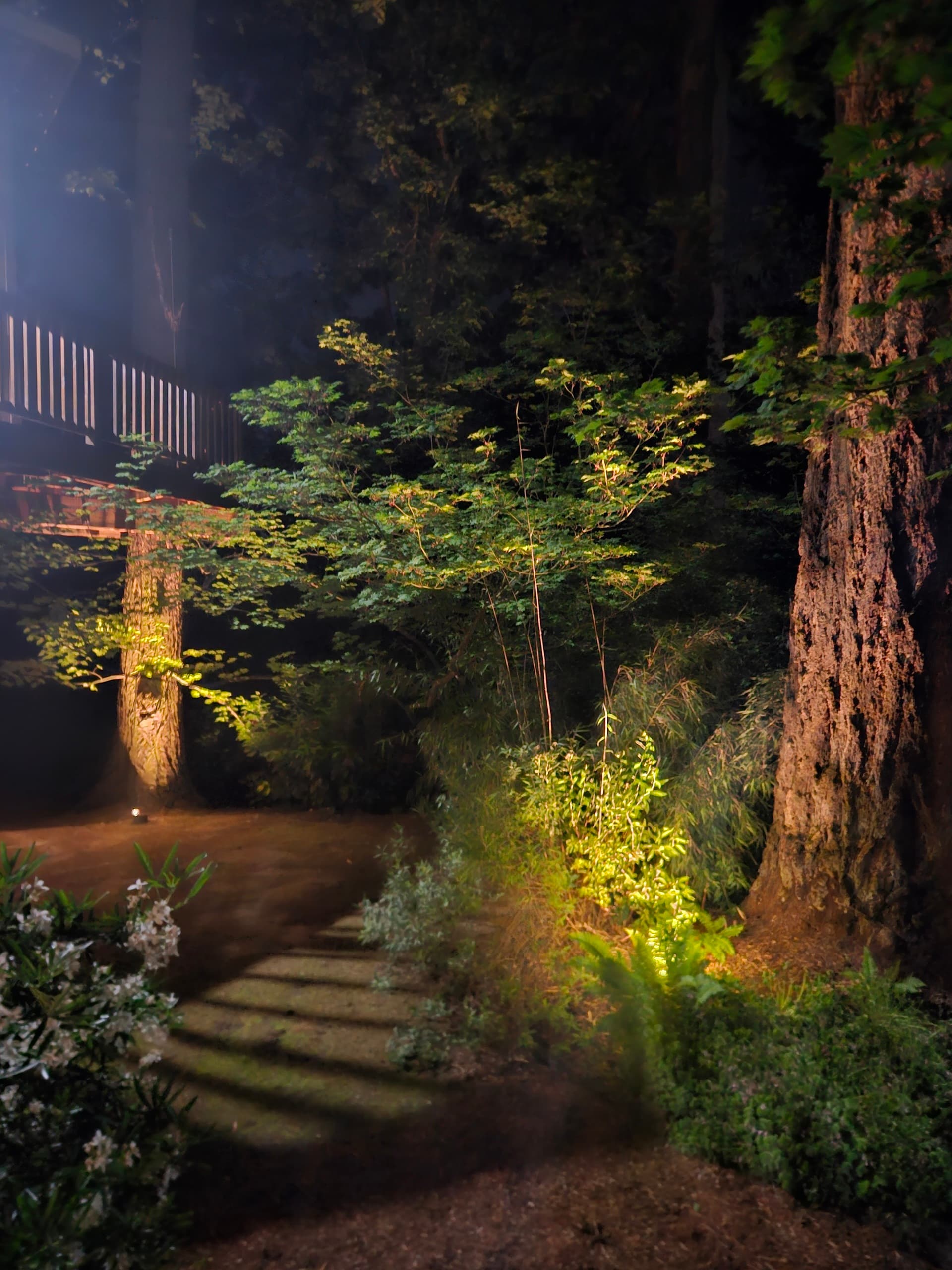 Landscape lighting at dusk washing a fir trunk and a path of stepping stones