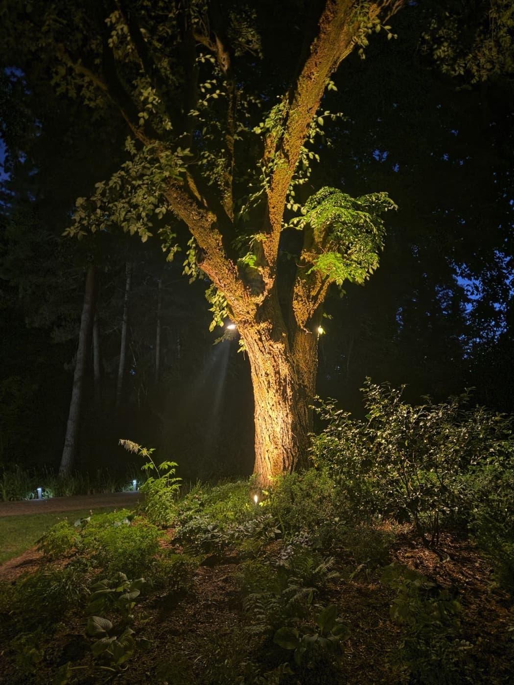 Exterior uplight aimed up the trunk of a tree to light the canopy at night